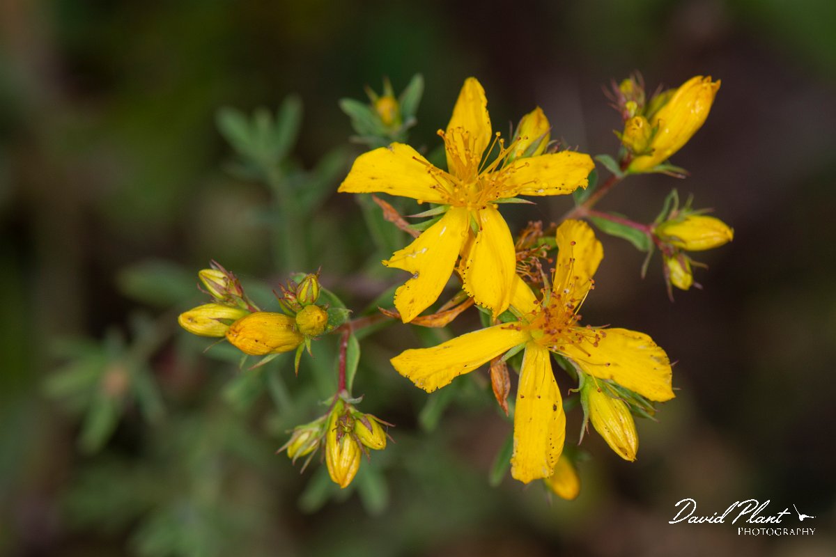DPPhotography - Corsica - Hypericum perforatum - A.jpg - Hypericum perforatum - Tour de Diana, Etand de Diane, Corsica