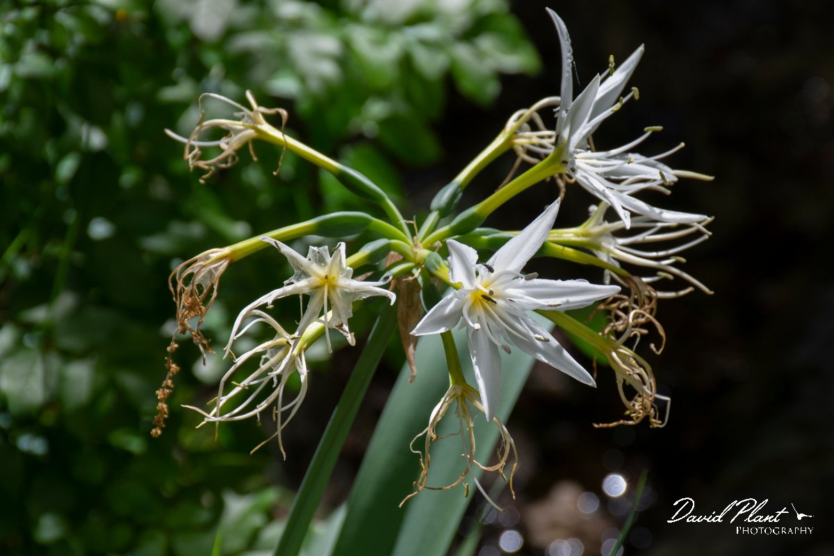 DPPhotography - Corsica - Illyrian sea lily, Pancratium illyricum - A.jpg - Pancratium illyricum, Illyrian sea lily - Verghello Valley, Corsica