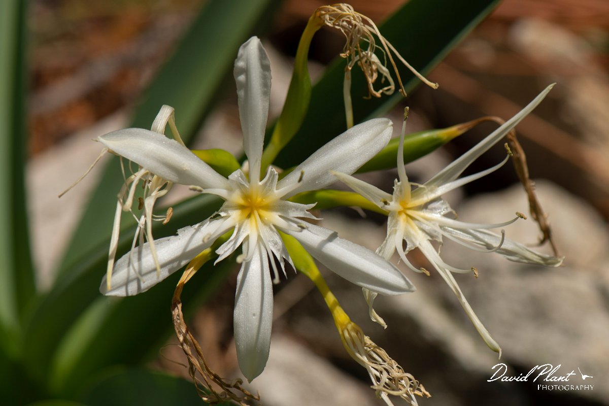 DPPhotography - Corsica - Illyrian sea lily, Pancratium illyricum - C.jpg - Pancratium illyricum, Illyrian sea lily - Verghello Valley, Corsica