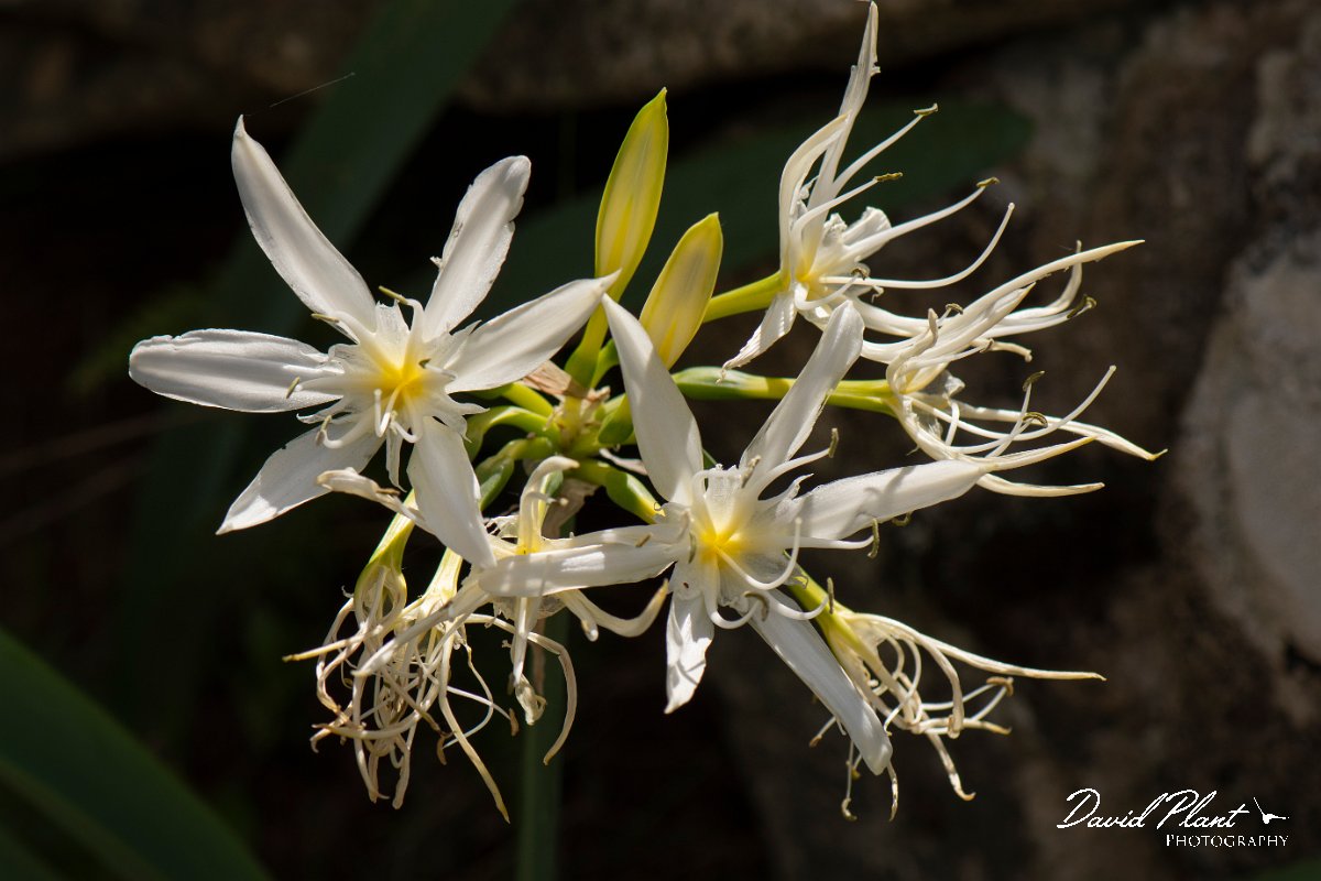 DPPhotography - Corsica - Illyrian sea lily, Pancratium illyricum - D.jpg - Pancratium illyricum, Illyrian sea lily - Verghello Valley, Corsica