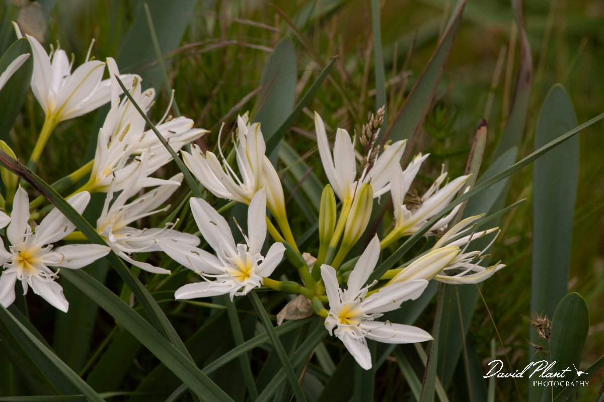 DPPhotography - Corsica - Illyrian sea lily, Pancratium illyricum - E.jpg - Pancratium illyricum, Illyrian sea lily - Verghello Valley, Corsica