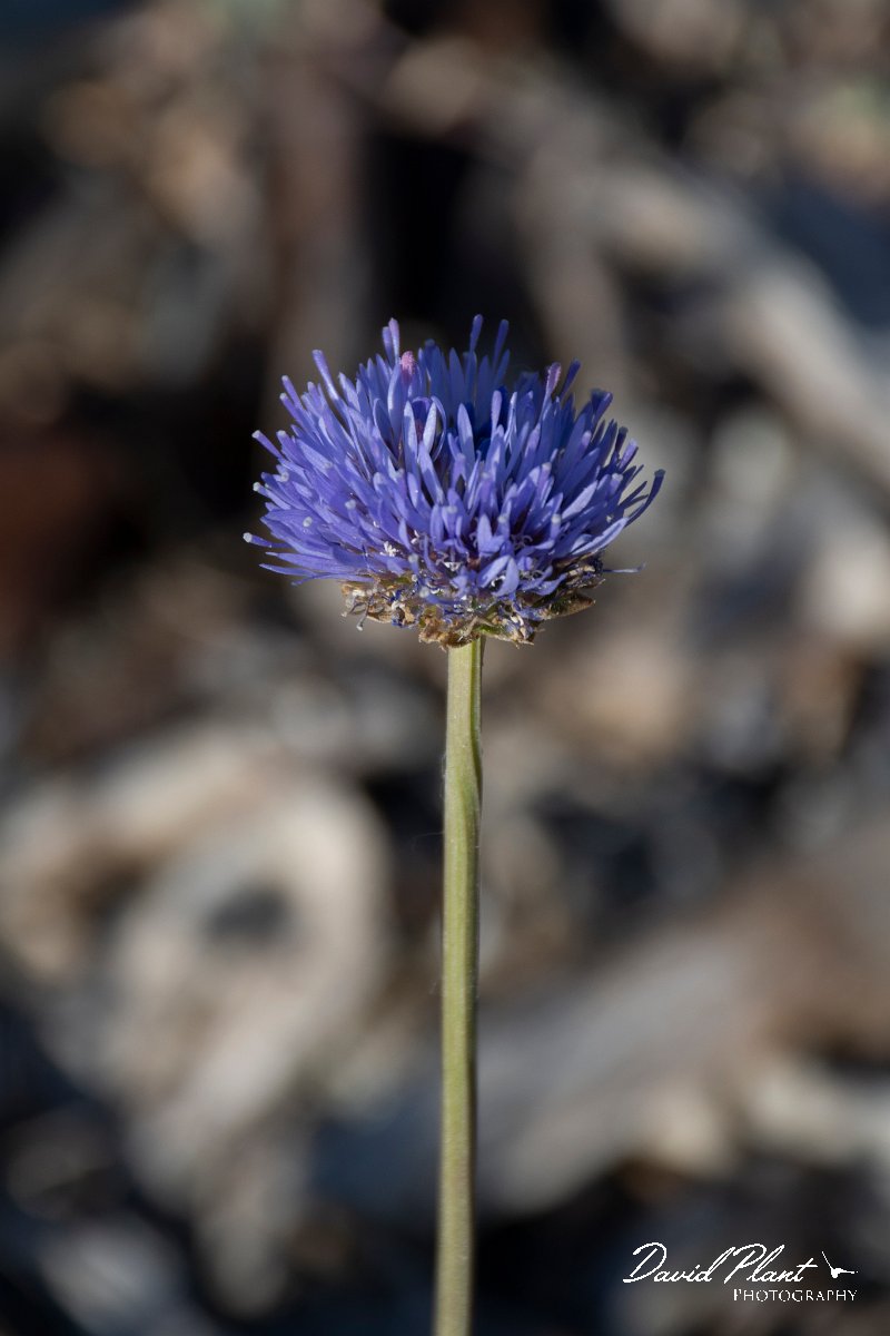DPPhotography - Corsica - Jasione montana, Sheep's-bit - A.jpg - Jasione montana, Sheep's-bit - Marina d'Oru beach, Corsica