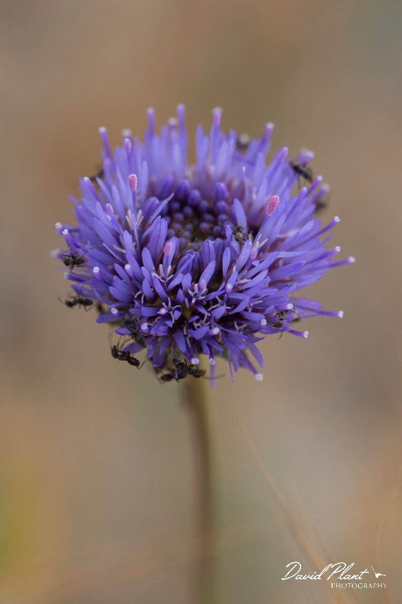DPPhotography - Corsica - Jasione montana, Sheep's-bit - B.jpg - Jasione montana, Sheep's-bit - Marina d'Oru beach, Corsica