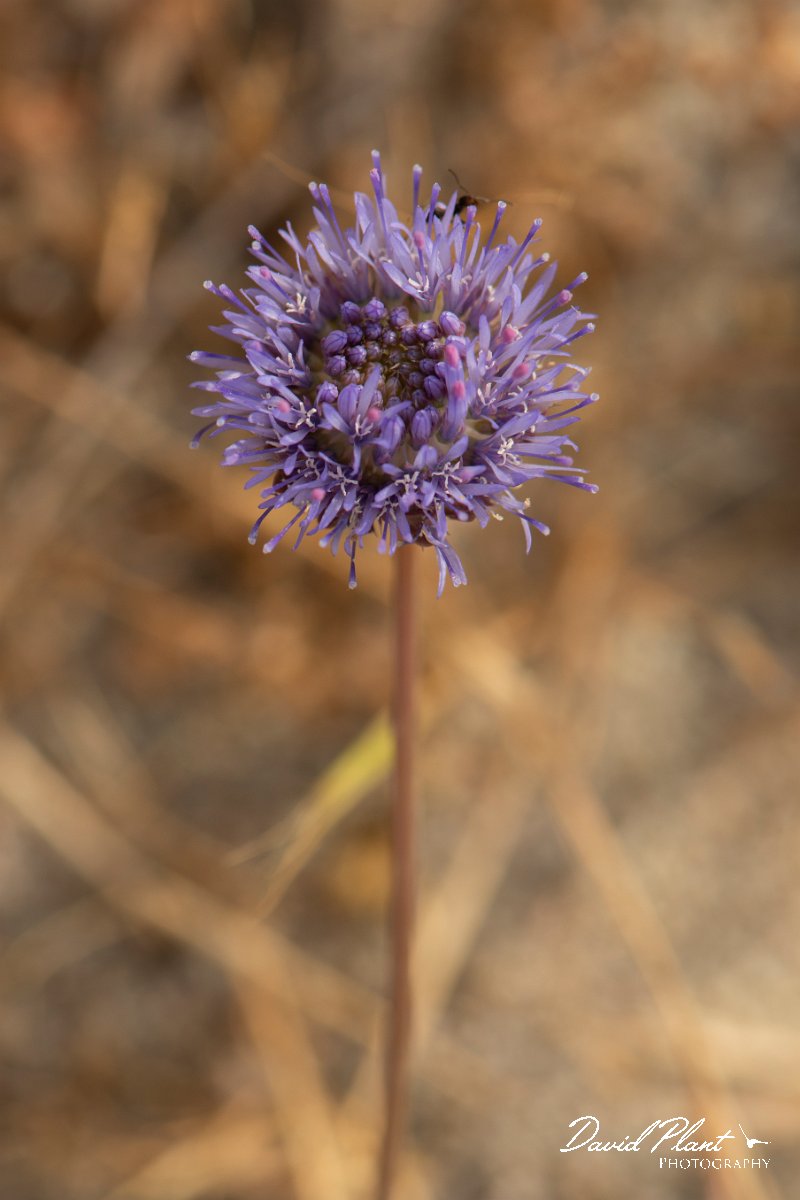 DPPhotography - Corsica - Jasione montana, Sheep's-bit - C.jpg - Jasione montana, Sheep's-bit - Marina d'Oru beach, Corsica