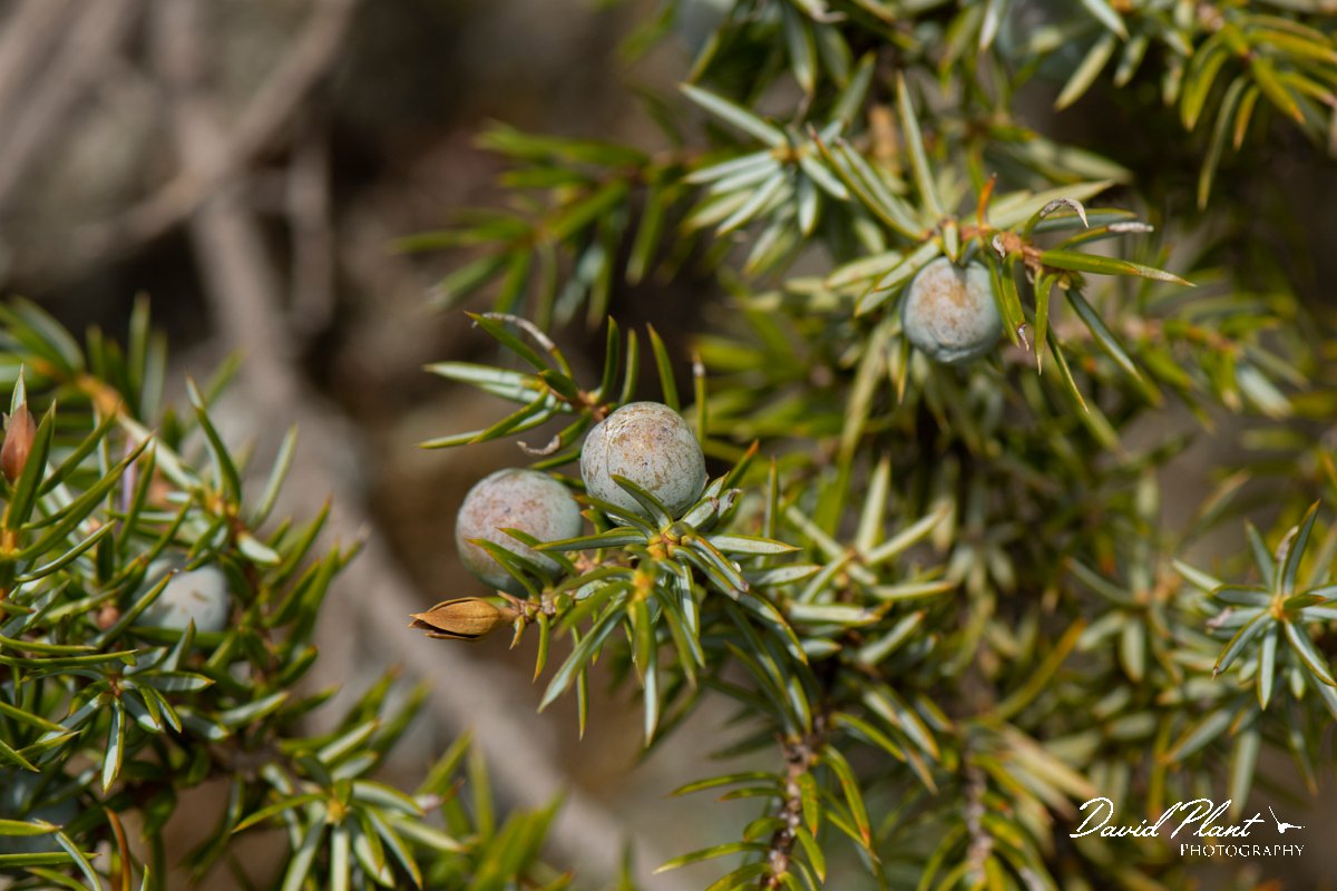 DPPhotography - Corsica - Juniper, Juniperus communis - A.jpg - Juniperus communis, Juniper - Col de Verghio, Corsica