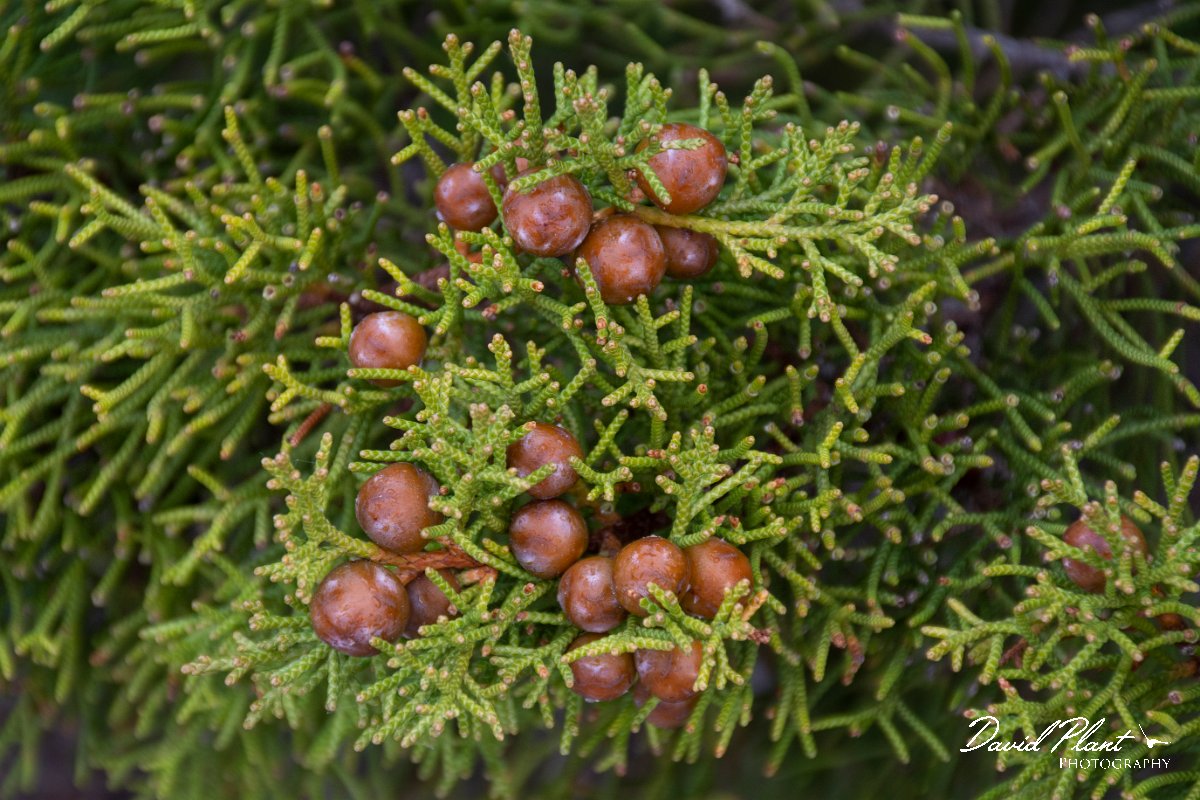 DPPhotography - Corsica - Juniperus phoenicea - A.jpg - Juniperus phoenicea - Capo Pertusato, Corsica