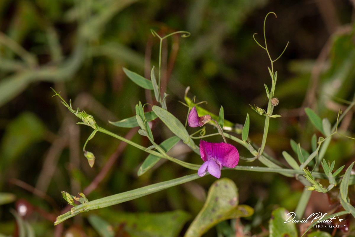 DPPhotography - Corsica - Lathyrus clymenum - A.jpg - Lathyrus clymenum - Tour de Diana, Etand de Diane, Corsica