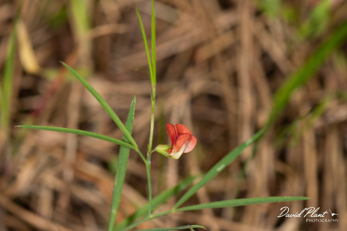 DPPhotography - Corsica - Lathyrus sphaericus - A.jpg - Lathyrus sphaericus - Verghello Valley, Corsica