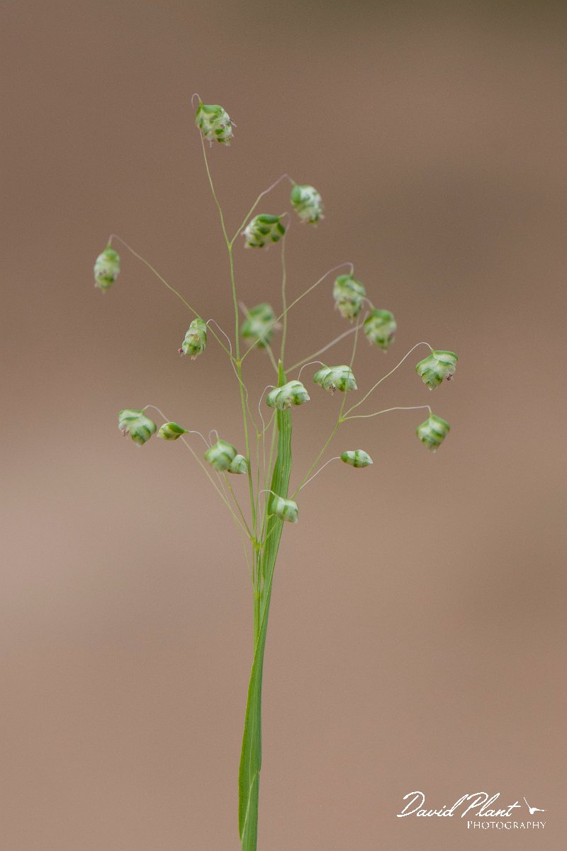 DPPhotography - Corsica - Lesser quaking-grass - B.jpg - Briza minor, Lesser quaking-grass - Coast Golfe de Ventilegne, Corsica