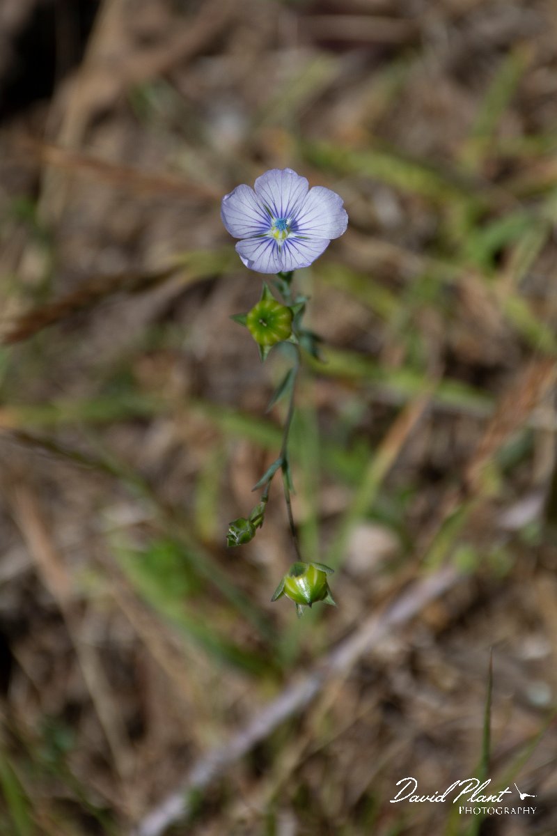 DPPhotography - Corsica - Linum bienne - A.jpg - Linum bienne - Route de l'Etang, Lake Biguglia, Corsica