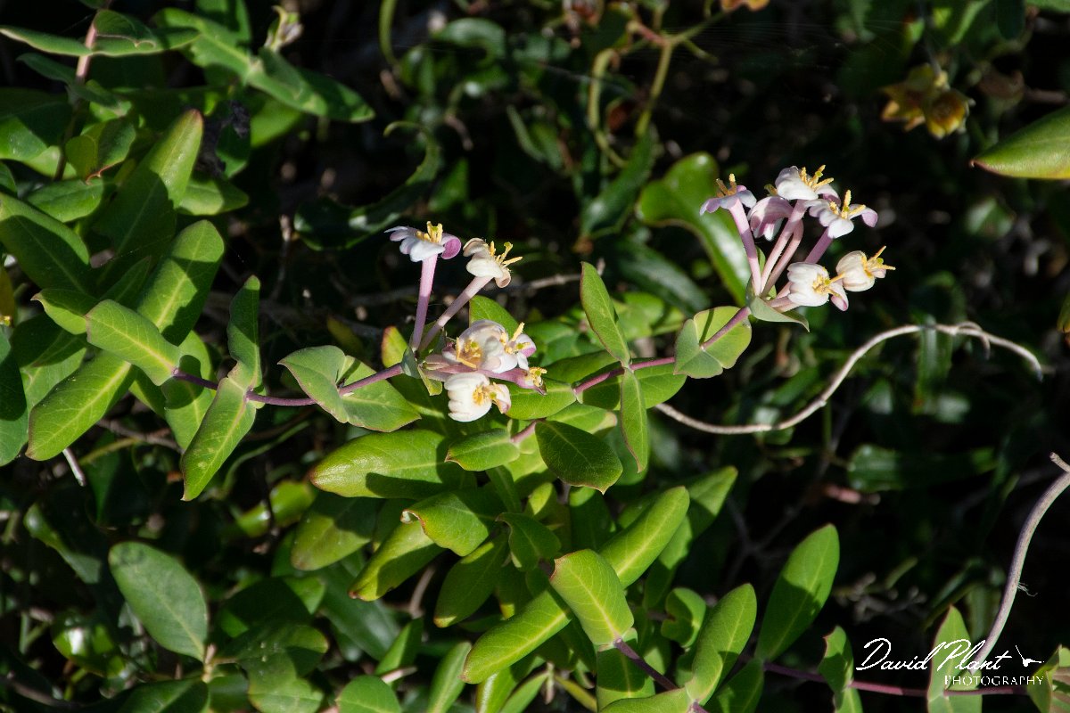 DPPhotography - Corsica - Lonicera implexa - A.jpg - Lonicera implexa - Capo Pertusato, Corsica