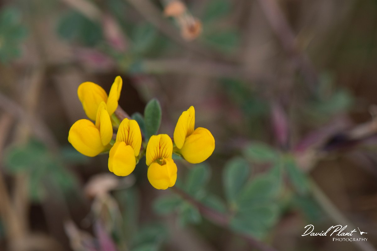 DPPhotography - Corsica - Lotus cytisoides - A.jpg - Lotus cytisoides - Marina d'Oru beach, Corsica