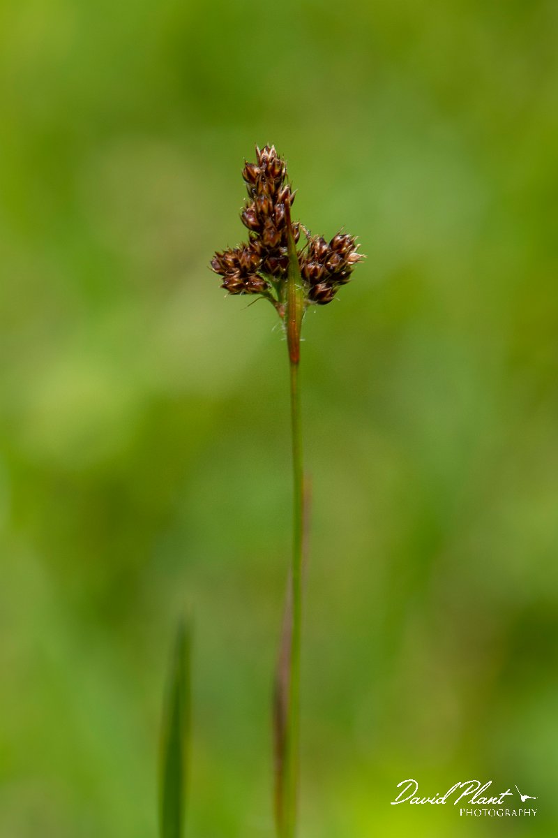 DPPhotography - Corsica - Luzula campestris - A.jpg - Luzula campestris - Verghello Valley, Corsica