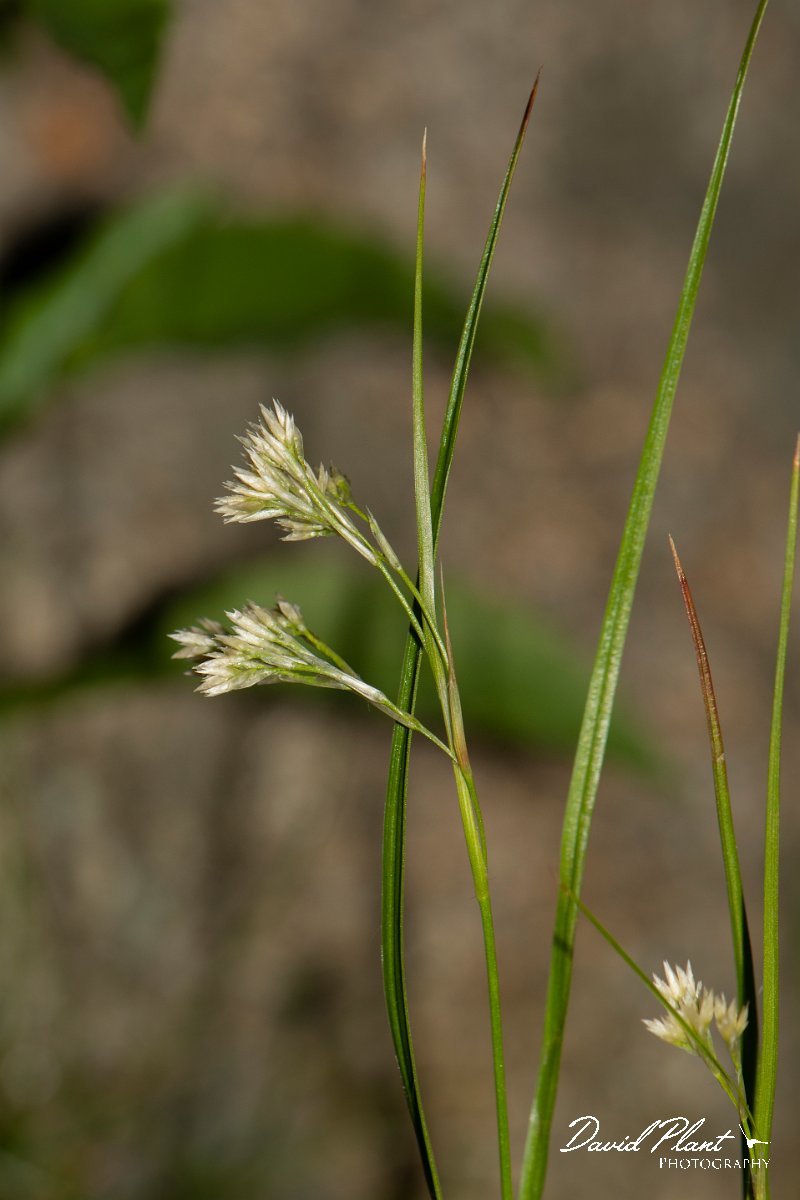 DPPhotography - Corsica - Luzula pedemontana - A.jpg - Luzula pedemontana - Cascade de Anglais, Corsica