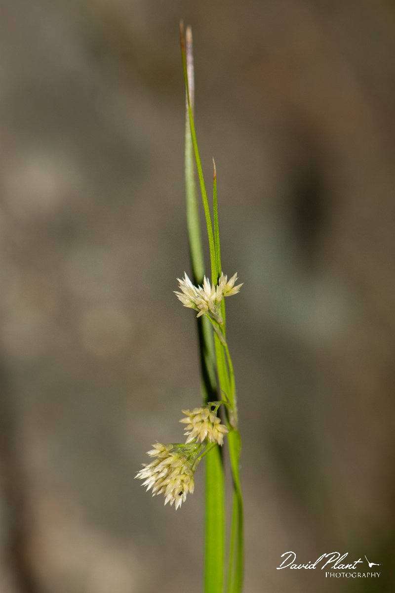 DPPhotography - Corsica - Luzula pedemontana - B.jpg - Luzula pedemontana - Cascade de Anglais, Corsica