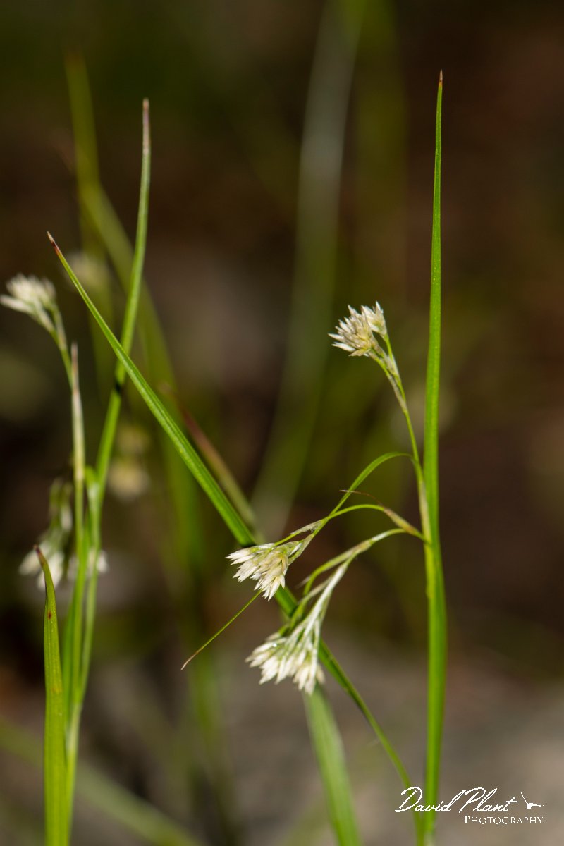 DPPhotography - Corsica - Luzula pedemontana - C.jpg - Luzula pedemontana - Cascade de Anglais, Corsica