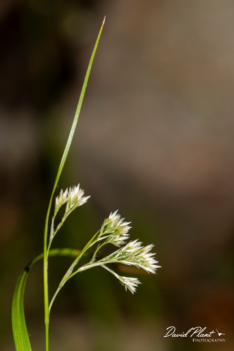 DPPhotography - Corsica - Luzula pedemontana - D.jpg - Luzula pedemontana - Cascade de Anglais, Corsica