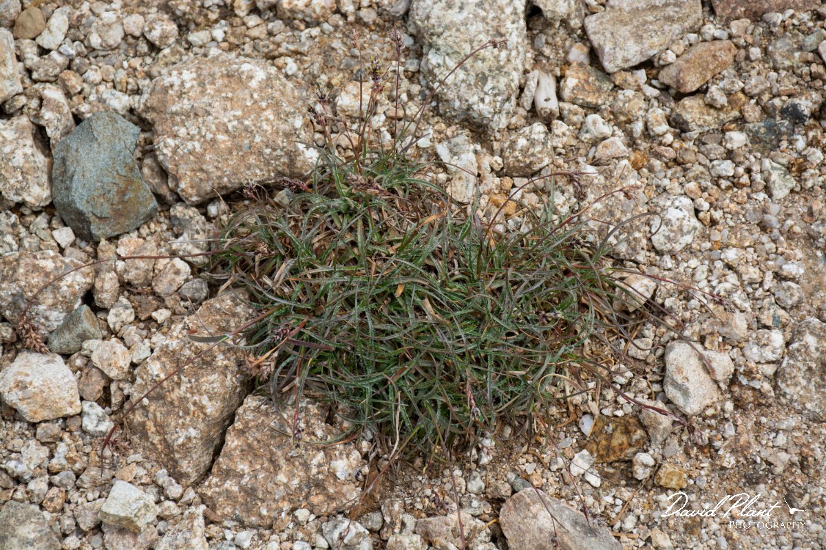 DPPhotography - Corsica - Luzula spicata - A.jpg - Luzula spicata - Col de Verghio, Corsica