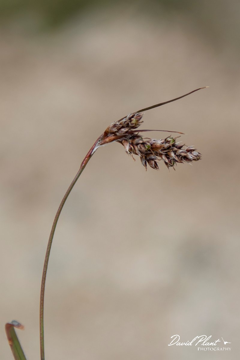 DPPhotography - Corsica - Luzula spicata - B.jpg - Luzula spicata - Col de Verghio, Corsica