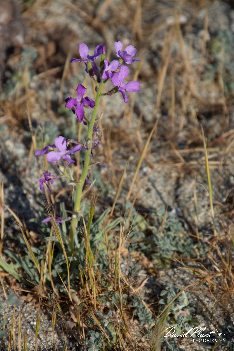 DPPhotography - Corsica - Matthiola sinuata - A.jpg - Matthiola sinuata - Marina d'Oru beach, Corsica