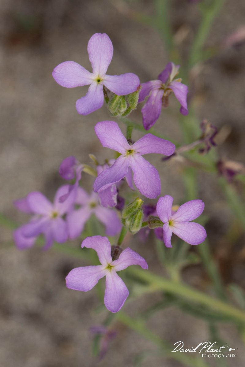 DPPhotography - Corsica - Matthiola sinuata - B.jpg - Matthiola sinuata - Marina d'Oru beach, Corsica