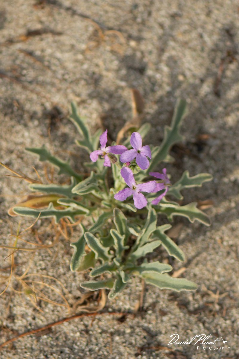 DPPhotography - Corsica - Matthiola sinuata - C.jpg - Matthiola sinuata - Marina d'Oru beach, Corsica