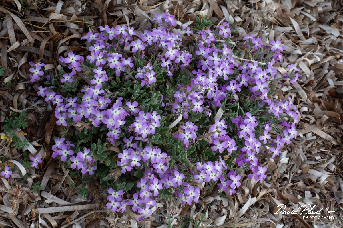 DPPhotography - Corsica - Matthiola tricuspidata - B.jpg - Matthiola tricuspidata - Coast Golfe de Ventilegne, Corsica
