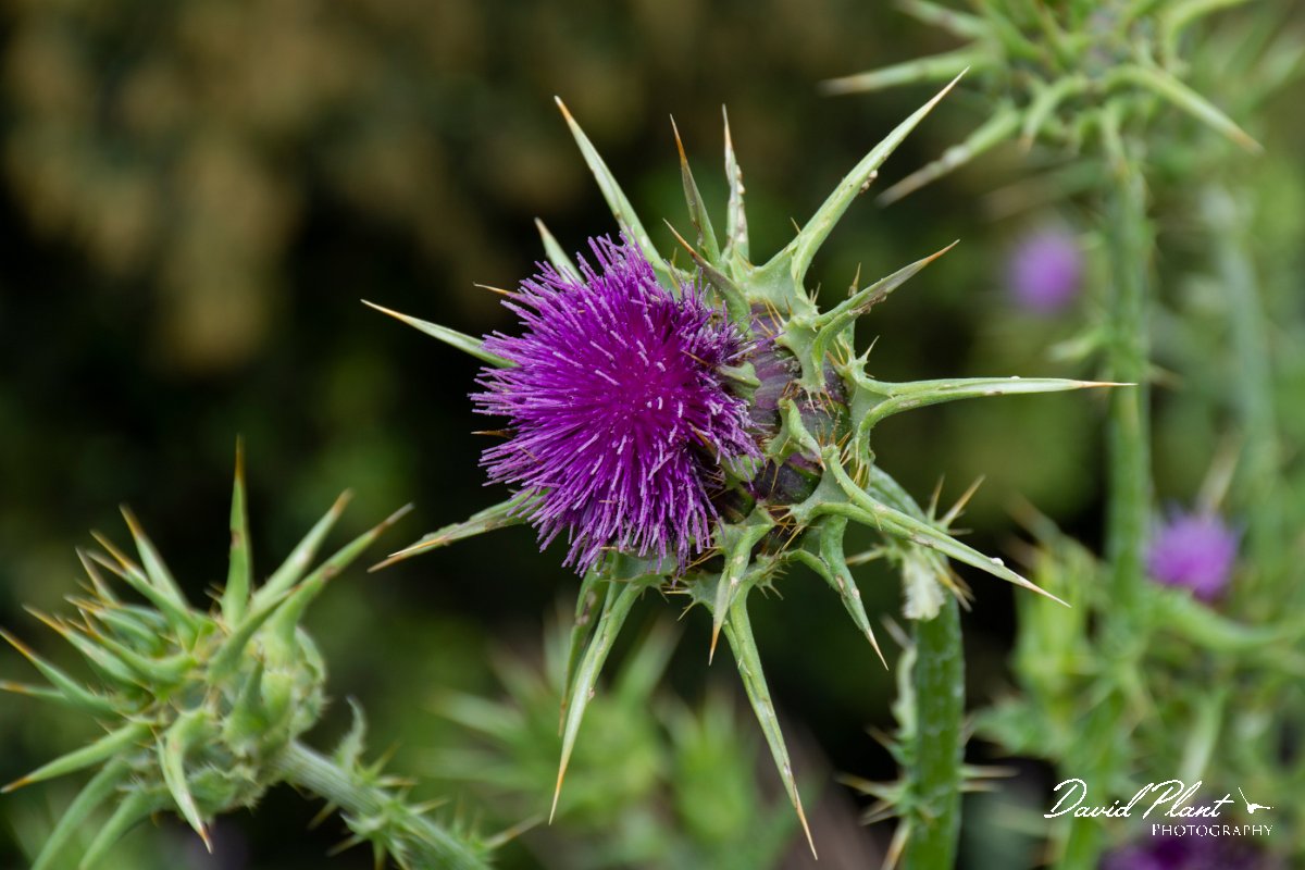 DPPhotography - Corsica - Milk thistle - A.jpg - Silybum marianum, Milk thistle - Licceto, Corsica