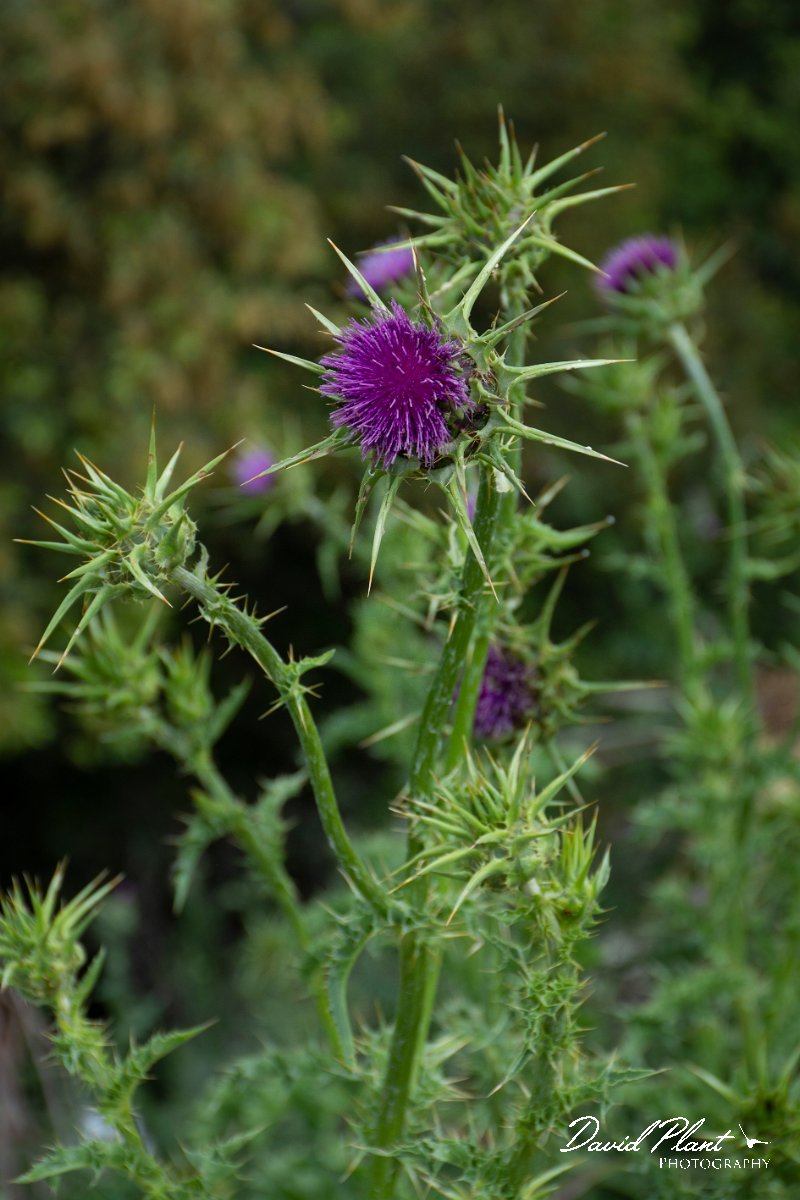 DPPhotography - Corsica - Milk thistle - B.jpg - Silybum marianum, Milk thistle - Licceto, Corsica