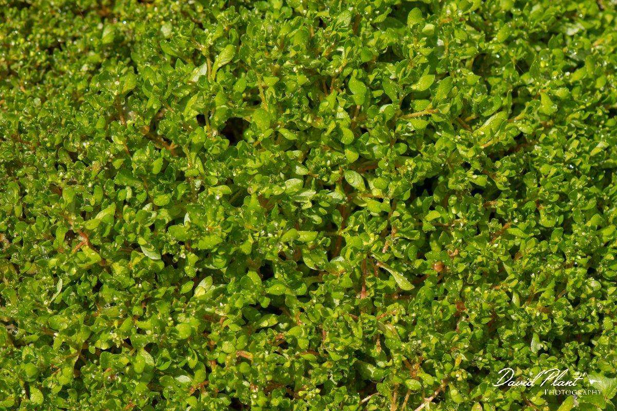 DPPhotography - Corsica - Montia arvensis - A.jpg - Montia arvensis - Verghello Valley, Corsica