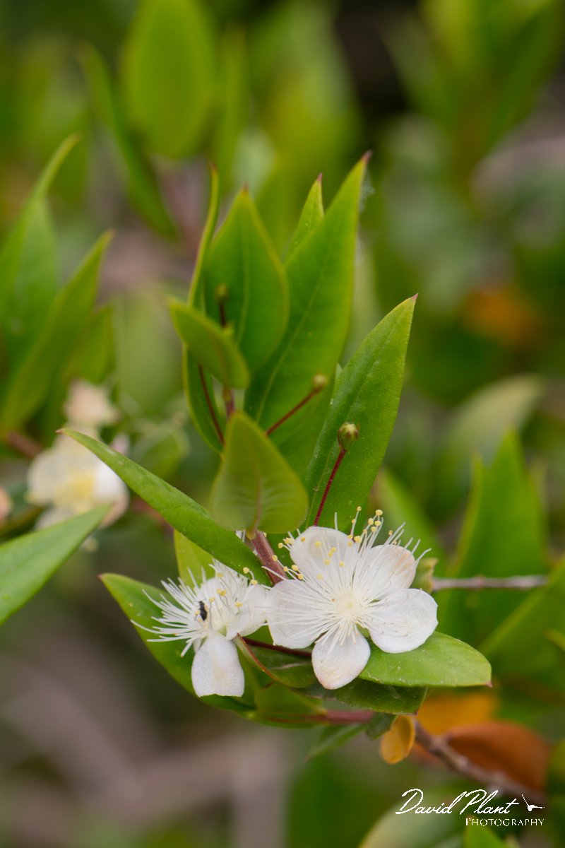 DPPhotography - Corsica - Myrtus communis - B.jpg - Myrtus communis - Tour de Diana, Etand de Diane, Corsica