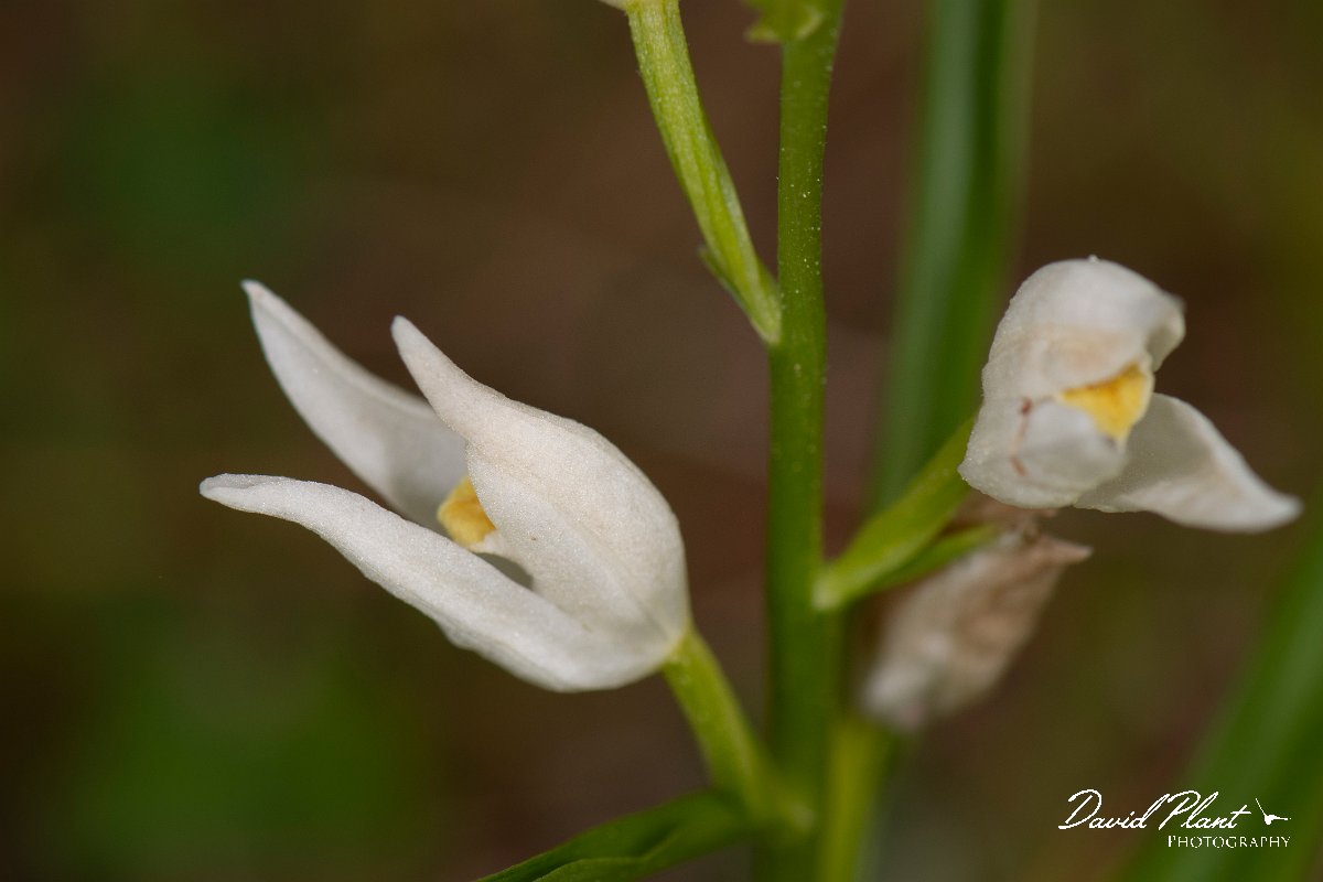 DPPhotography - Corsica - Narrow-leaved helleborine, Cephalanthera longifolia - A.jpg - Cephalanthera longifolia, Narrow-leaved helleborine - Verghello Valley, Corsica