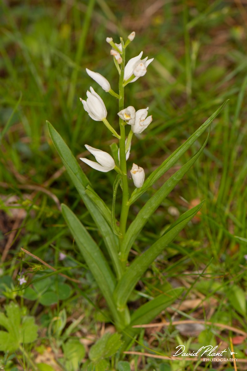 DPPhotography - Corsica - Narrow-leaved helleborine, Cephalanthera longifolia - B.jpg - Cephalanthera longifolia, Narrow-leaved helleborine - Verghello Valley, Corsica