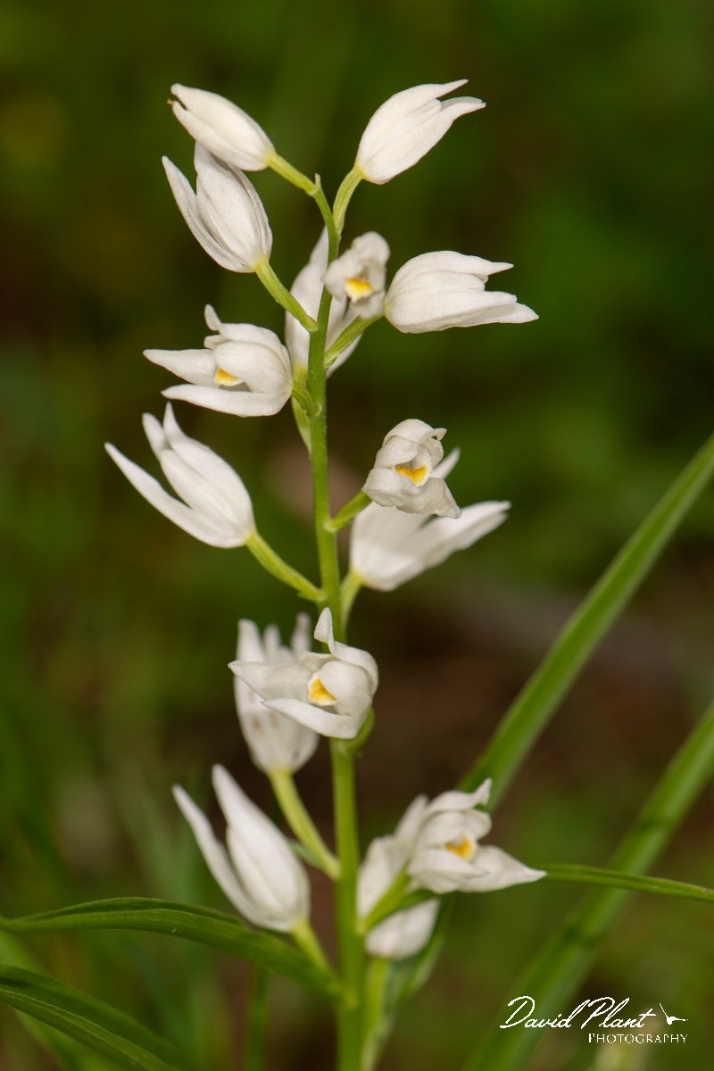 DPPhotography - Corsica - Narrow-leaved helleborine, Cephalanthera longifolia - C.jpg - Cephalanthera longifolia, Narrow-leaved helleborine - Verghello Valley, Corsica
