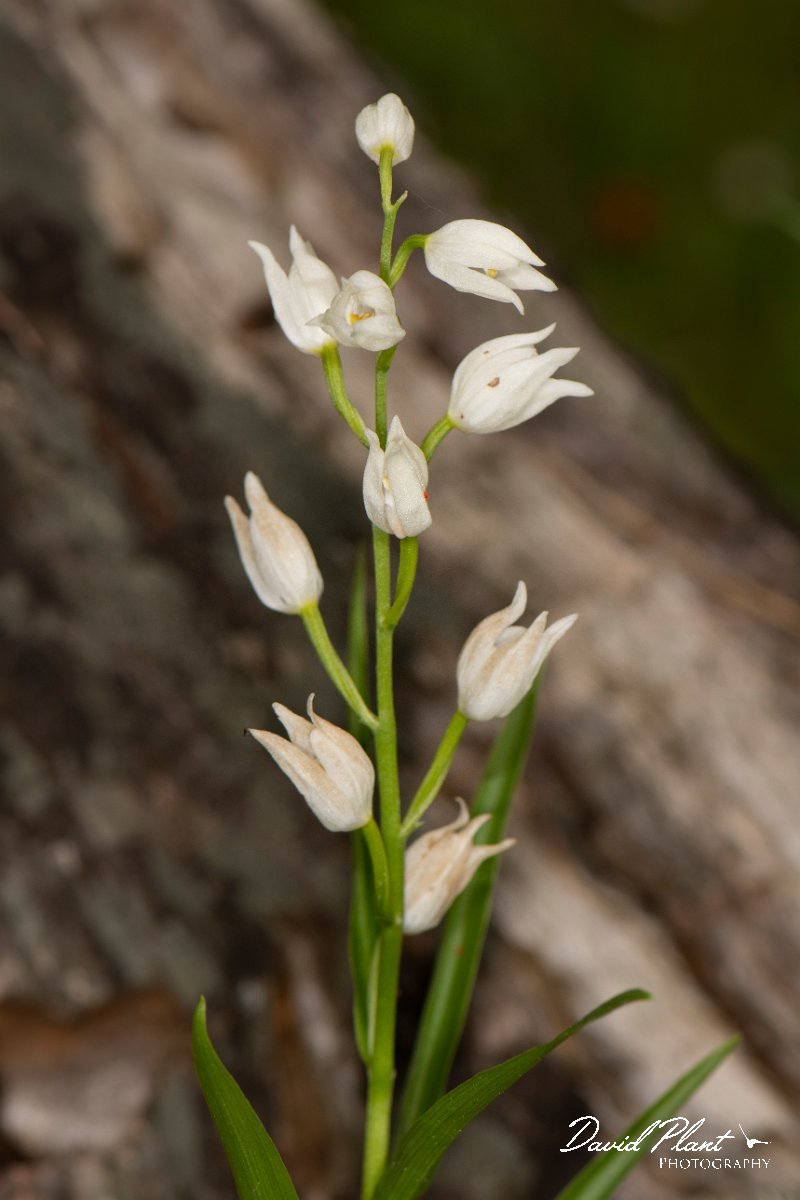 DPPhotography - Corsica - Narrow-leaved helleborine, Cephalanthera longifolia - D.jpg - Cephalanthera longifolia, Narrow-leaved helleborine - Verghello Valley, Corsica
