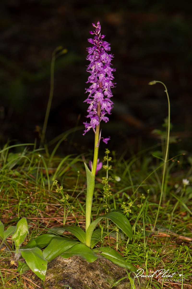 DPPhotography - Corsica - Orchis mascula, Early Purple Orchid - A.jpg - Orchis mascula, Early purple orchid - Verghello Valley, Corsica
