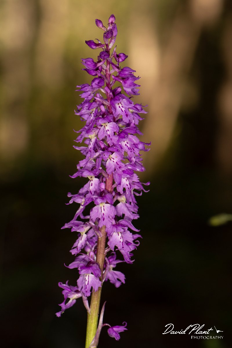 DPPhotography - Corsica - Orchis mascula, Early Purple Orchid - B.jpg - Orchis mascula, Early purple orchid - Verghello Valley, Corsica