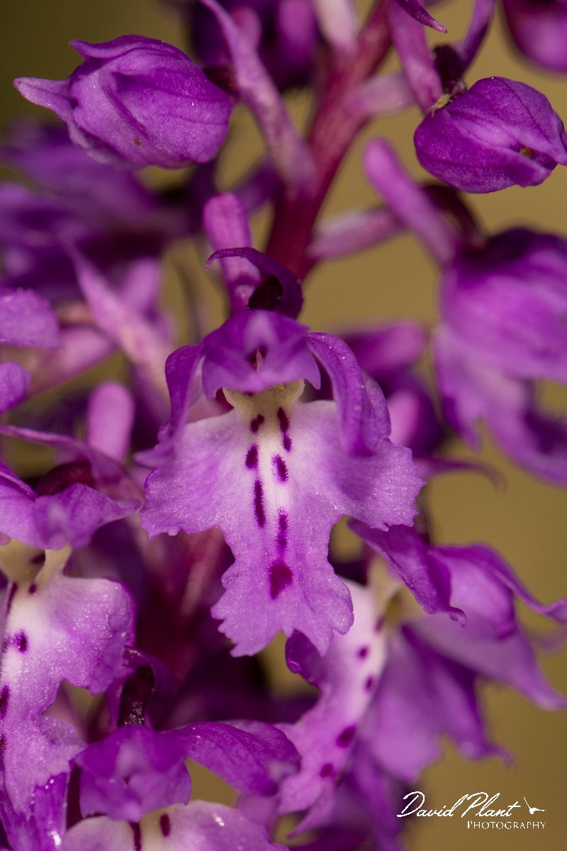 DPPhotography - Corsica - Orchis mascula, Early Purple Orchid - C.jpg - Orchis mascula, Early purple orchid - Verghello Valley, Corsica
