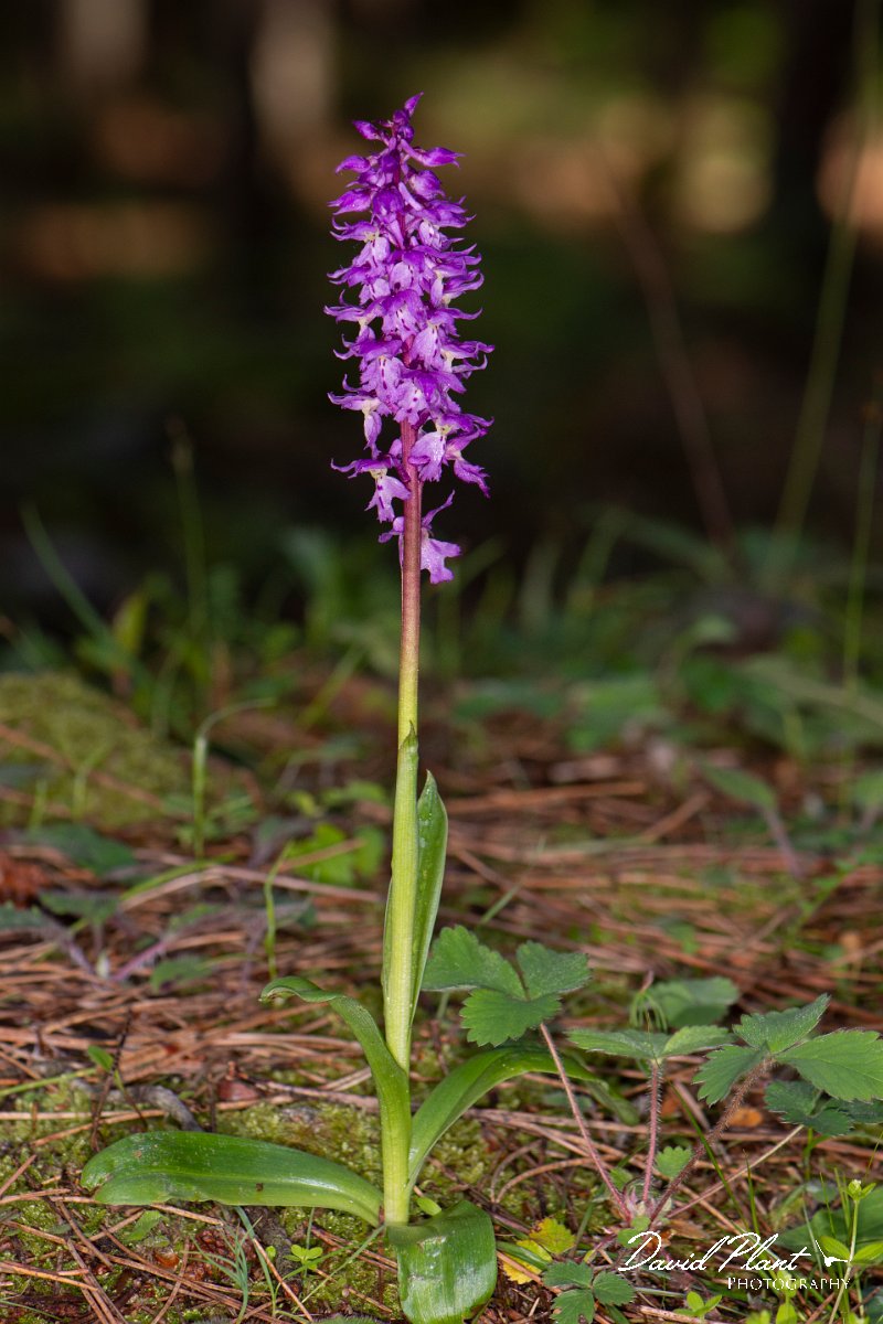 DPPhotography - Corsica - Orchis mascula, Early Purple Orchid - D.jpg - Orchis mascula, Early purple orchid - Verghello Valley, Corsica