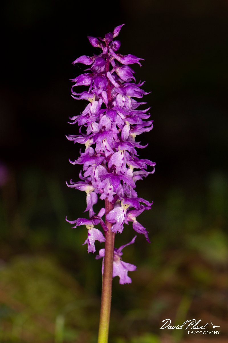 DPPhotography - Corsica - Orchis mascula, Early Purple Orchid - E.jpg - Orchis mascula, Early purple orchid - Verghello Valley, Corsica