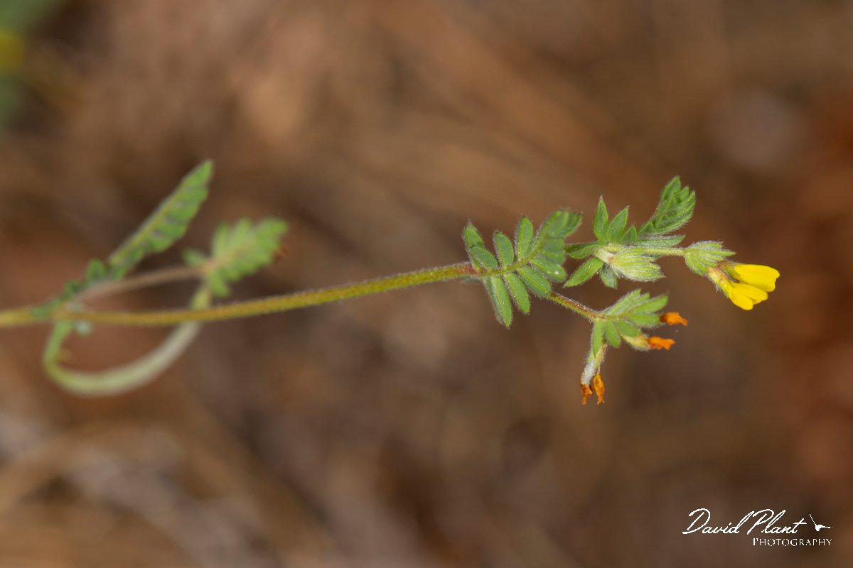 DPPhotography - Corsica - Ornithopus compressus - A.jpg - Ornithopus compressus - Verghello Valley, Corsica