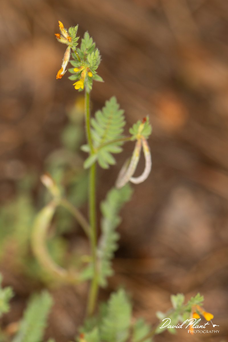 DPPhotography - Corsica - Ornithopus compressus - B.jpg - Ornithopus compressus - Verghello Valley, Corsica