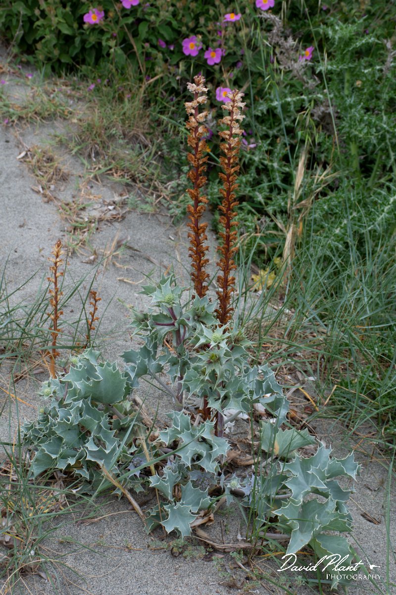 DPPhotography - Corsica - Orobanche minor - A.jpg - Orobanche minor - Tour de Diana, Etand de Diane, Corsica