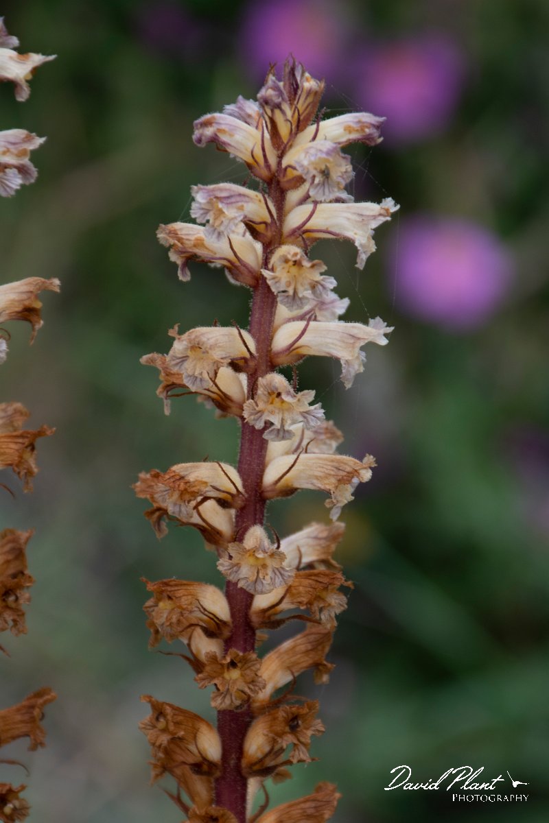 DPPhotography - Corsica - Orobanche minor - B.jpg - Orobanche minor - Tour de Diana, Etand de Diane, Corsica