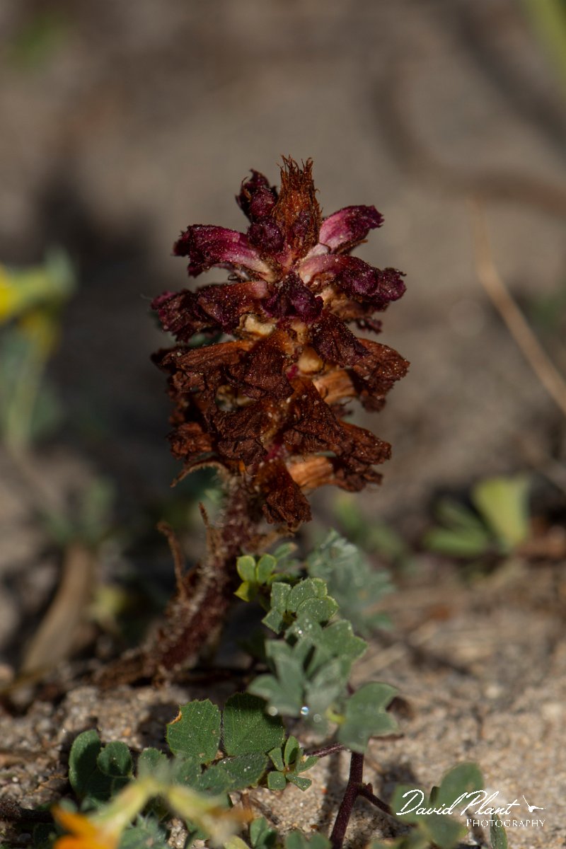 DPPhotography - Corsica - Orobanche sanguinea - A.jpg - Orobanche sanguinea - Capo Pertusato, Corsica
