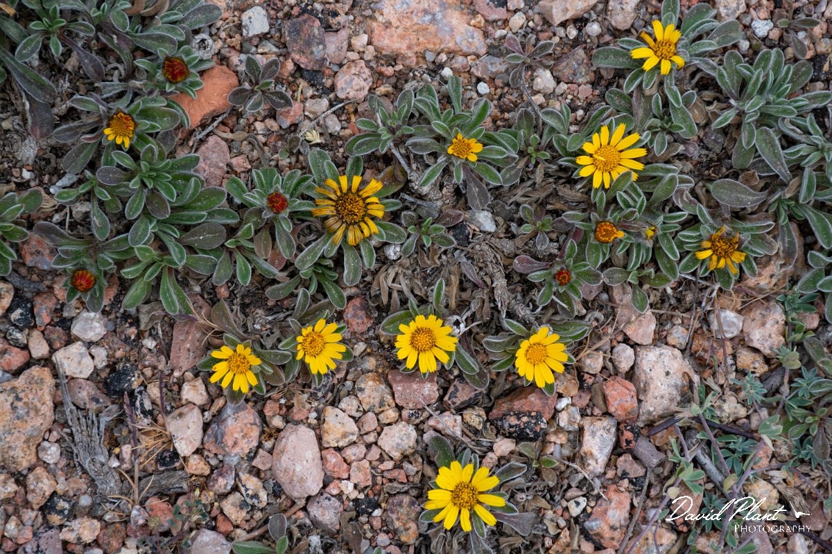 DPPhotography - Corsica - Pallenis maritima - A.jpg - Pallenis maritima - Capo Pertusato, Corsica