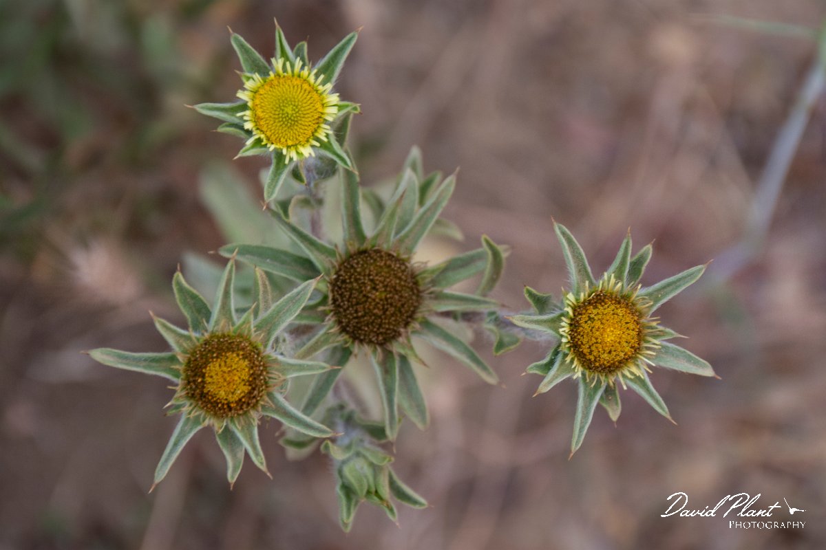 DPPhotography - Corsica - Pallenis spinosa - A.jpg - Pallenis spinosa - Tour de Diana, Etand de Diane, Corsica