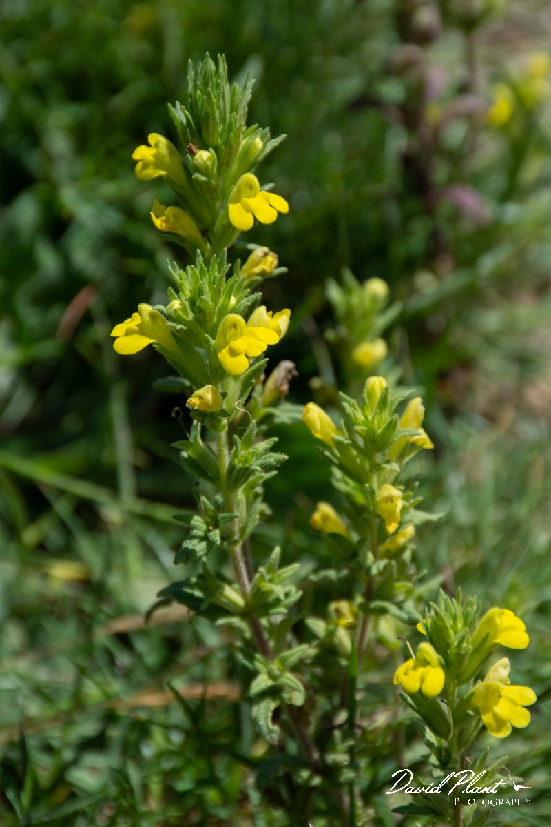 DPPhotography - Corsica - Parentucellia viscosa - A.jpg - Parentucellia viscosa - Route de l'Etang, Lake Biguglia, Corsica