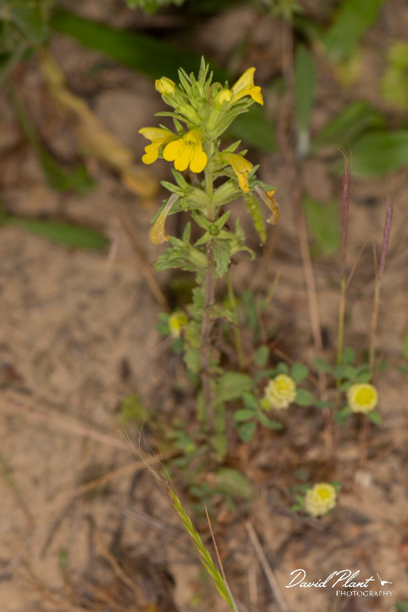 DPPhotography - Corsica - Parentucellia viscosa - B.jpg - Parentucellia viscosa - Tour de Diana, Etand de Diane, Corsica