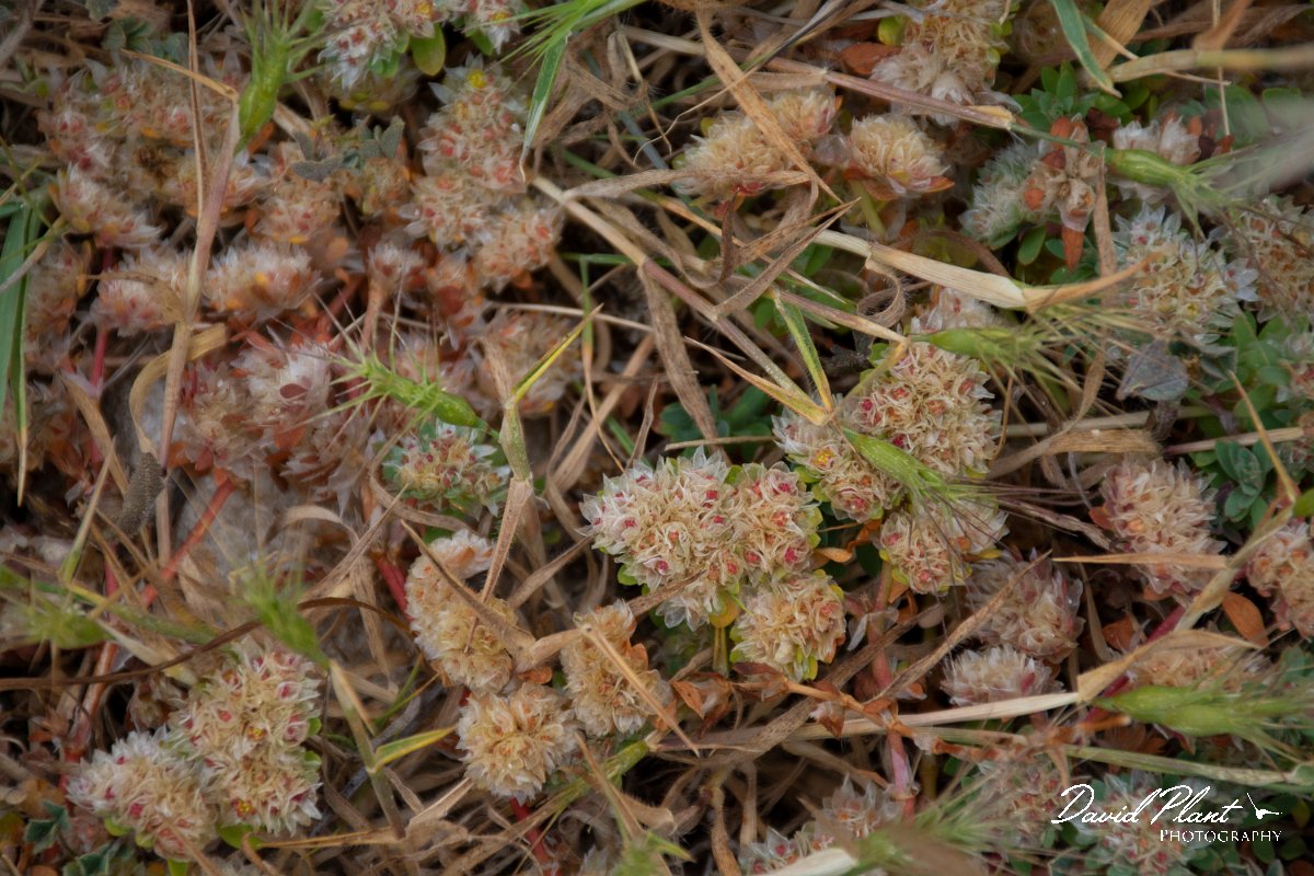 DPPhotography - Corsica - Paronychia argentea - A.jpg - Paronychia argentea - Capo Pertusato, Corsica